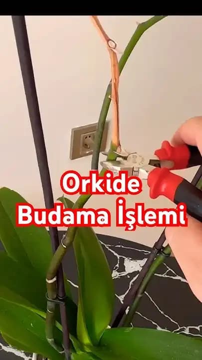 Orkide Dalını Nasıl Kesmeliyim: Doğru Bakım ve Dekorasyon İpuçları