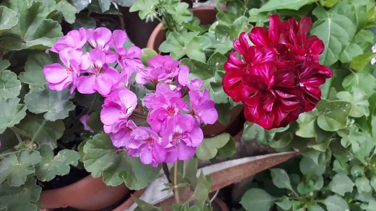 Sardunya Bakımı ve Dekoratif Kullanımı: Bahar ve Yaz Aylarında Estetik Bitki Bakımı