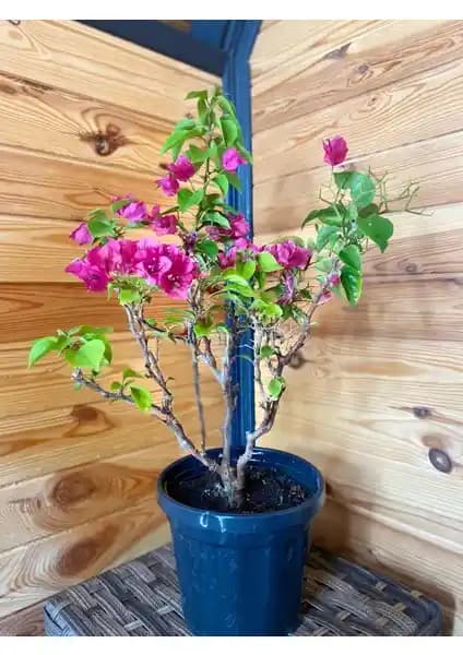 Toprak Botanik Bodur Begonvil: Şehir Yaşamına Zarif ve Dayanıklı Dekoratif Bitki